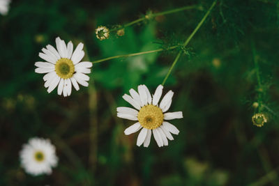 Close-up of white daisy flowers