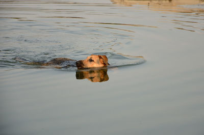 Dog swimming in lake