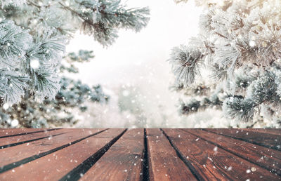 Close-up of pine tree during winter