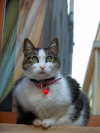 Portrait of cat on bed