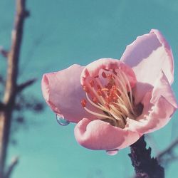 Close-up of pink flowers