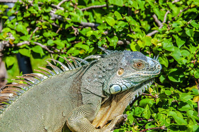 Close-up of lizard