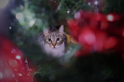 Close-up portrait of cat sitting