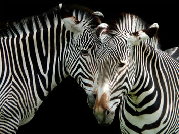 A close up of the heads of two grevys zebras on a black background