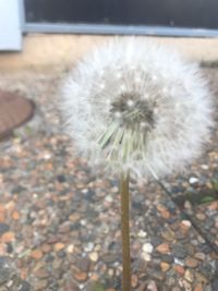 Close-up of dandelion flower