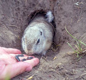 mammal
