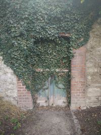 Ivy growing on tree