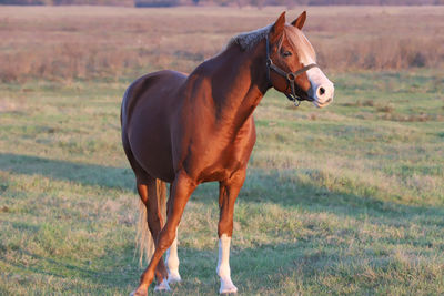 Horse standing in field