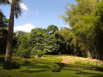 Trees growing on landscape