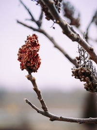 Close-up of flowers on branch