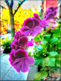 Close-up of pink flowers