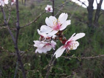 Close-up of white cherry blossom tree