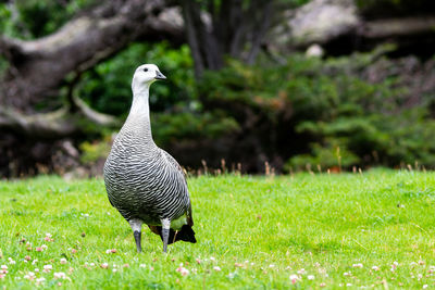 Close-up of bird on field