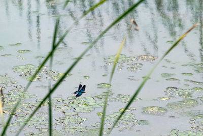 Close-up of bird perching on plant by lake