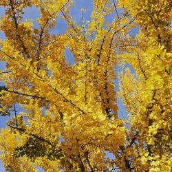 Low angle view of yellow flowering tree against sky