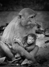 Cute little baby monkey sleeping in lap of mother