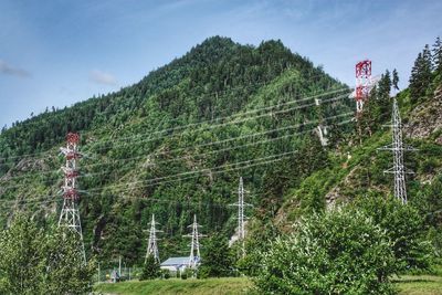 Plants growing on land against sky