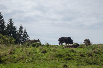 Horses grazing in a field