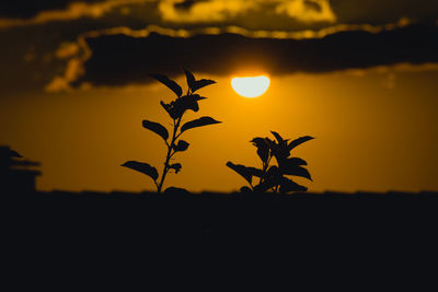 Silhouette plant against sky during sunset