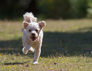 Portrait of dog running on grass