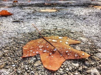 Close-up of autumn leaves