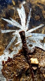 Close-up of turtle in water