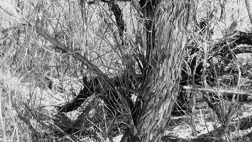 Plants on tree trunk