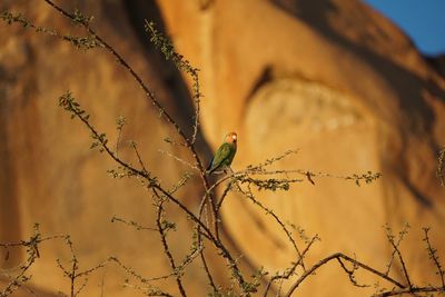 Low angle view of bird perching on branch