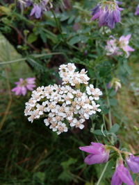 Close-up of pink flowers blooming outdoors