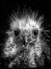 Close-up portrait of an animal