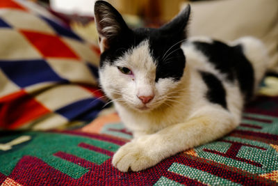 Close-up portrait of a cat