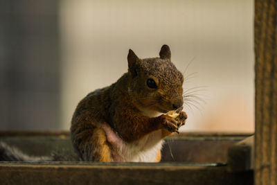 Close-up of squirrel