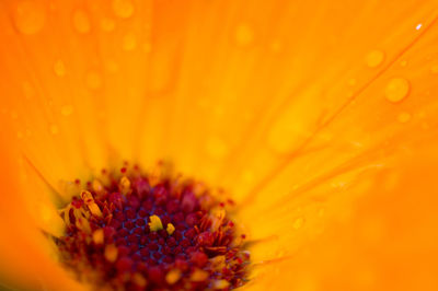 Extreme close-up of orange flower