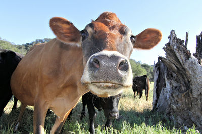 Close-up of cow standing on field, her name was daisy