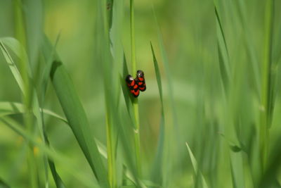 Close-up of ladybug on plant