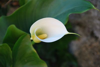 Close-up of white rose flower