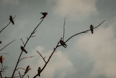 Low angle view of birds flying against sky