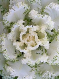 Close-up of white flowers