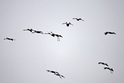 Low angle view of birds flying in sky