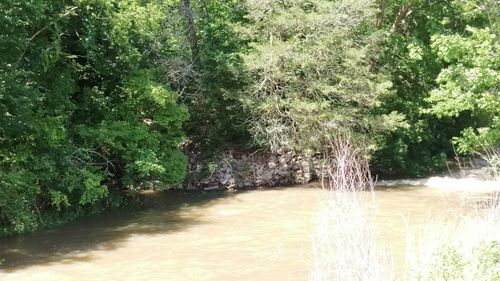 Scenic view of waterfall in forest