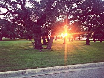 Sun shining through trees