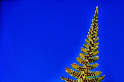 Fern tip in front of blue sky