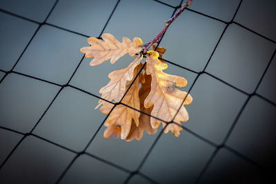 Low angle view of dry leaves on floor against sky