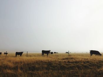 Horses grazing on field against sky