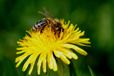 Close-up of bee pollinating on yellow flower