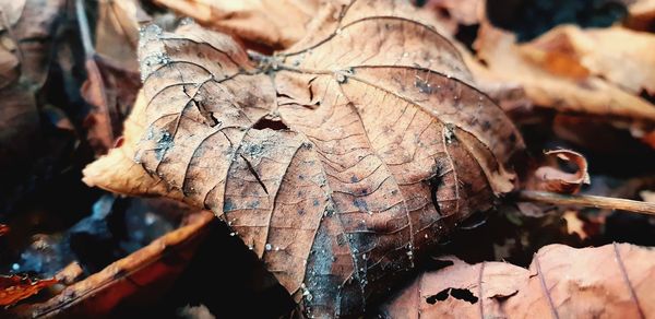 Close-up of dried autumn leaves on land