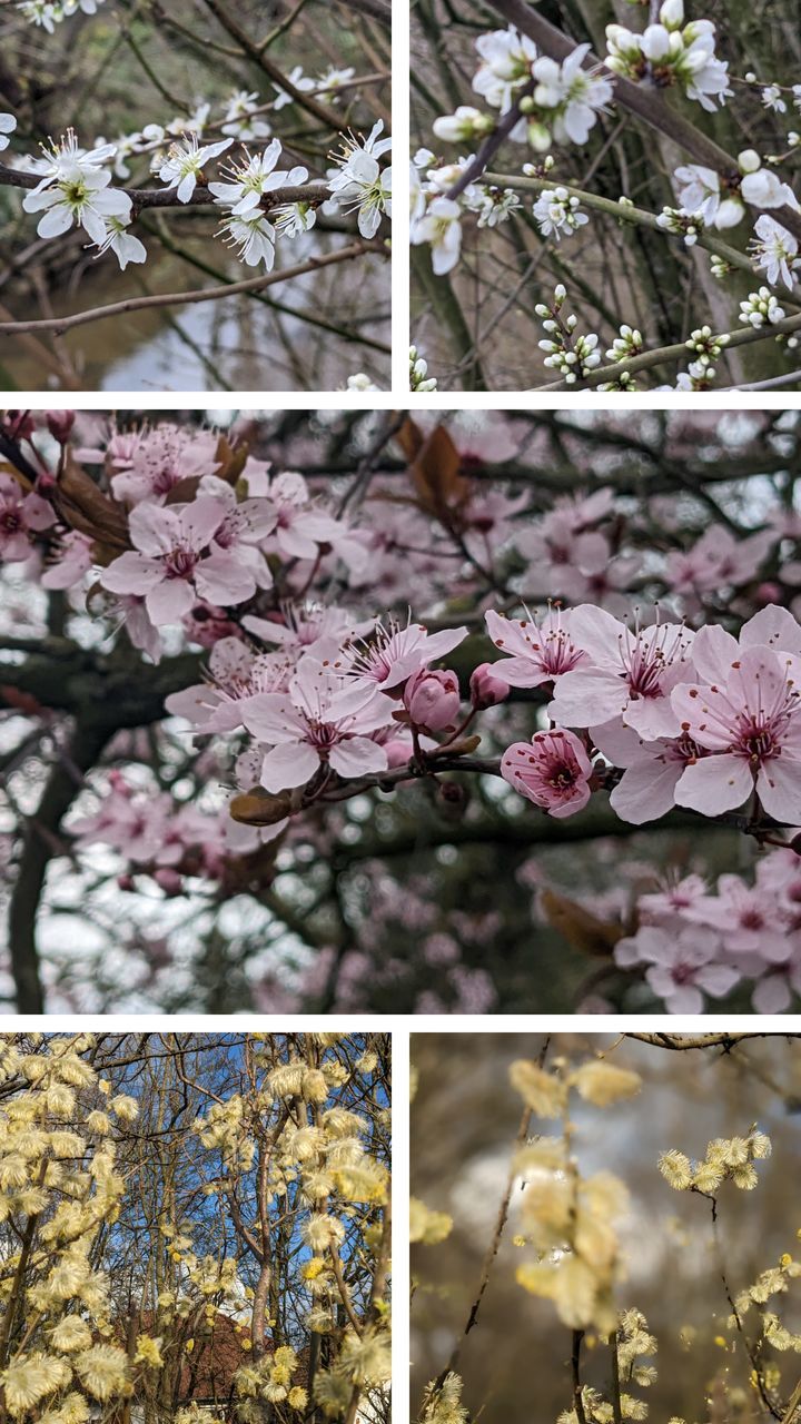 plant, flower, flowering plant, tree, growth, blossom, beauty in nature, fragility, freshness, branch, cherry blossom, nature, spring, springtime, no people, day, pink, outdoors, close-up, botany, low angle view, cherry tree, petal, leaf, abundance, produce, twig, flower head, inflorescence