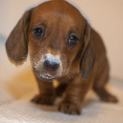 Close-up portrait of puppy