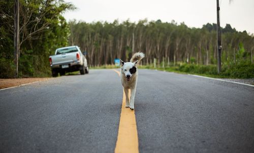 Portrait of dog walking on road against trees