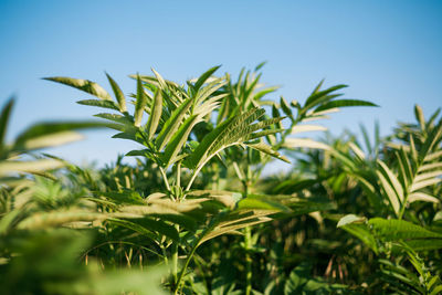 Close-up of green leaves